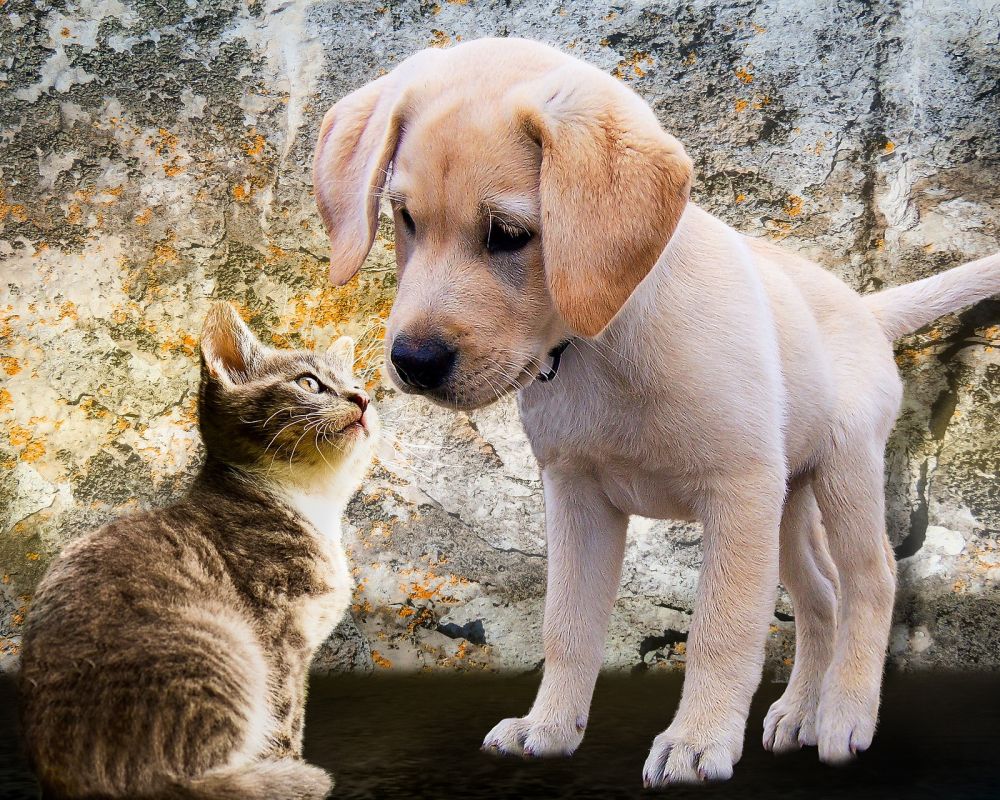Hund und Katze