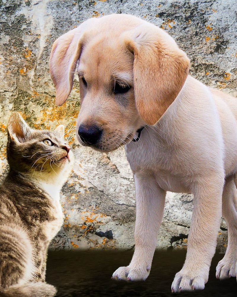 Hund und Katze